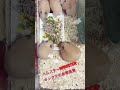 ハムスターhamsterキンクマの食事風景(shorts)