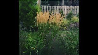 Dividing Karl Foerster Grass
