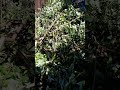 Txo ceg ntoo tshau toj kom kuv cov nqeeb lav zoo