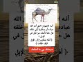 أفلا ينظرون إلى الإبل كيف خ لقت عجائب خلق الله في الجمل هل تعلم