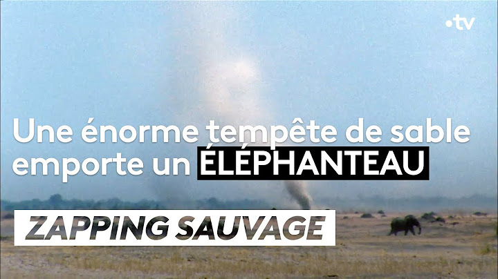 Une tempête de sable emporte un éléphanteau - ZAPPING SAUVAGE