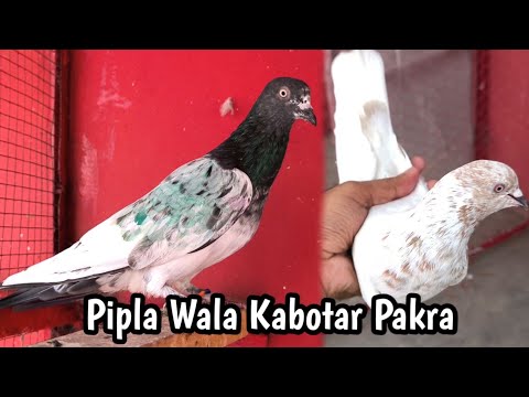 Pipla Wala Sath Lakha Kabotar Pakra | Hashim Mahmood Pigeons 