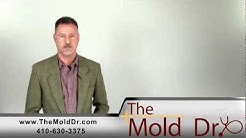 Mold Remediation and Removal Services, Property Insurance Claims in Maryland