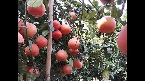 Cây Giống Bưởi Diễn, Da Xanh, Ruby, Mua Ở Đâu Uy Tín