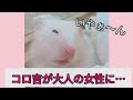 ハムスターのロードシスがついにコロ吉にも!!