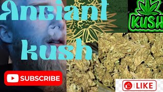 Ancient Kush Strain Review #trending #review  #feed #entertainment #cannabiseducation