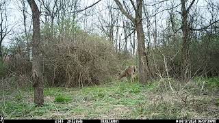 What Wildlife Is In My Backyard? NJ Trail Cam Footage, Bears, Coyotes and More