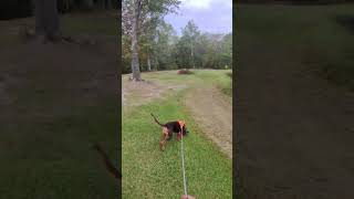 Bloodhound Tracking Practice #bloodhound #deerhunting #outdoors