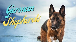 German Shepherds FACTS & TRAITS by Focus ANIMALS 110 views 1 year ago 10 minutes, 51 seconds