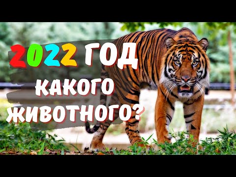 2022 год какого ЖИВОТНОГО по восточному календарю — ХАРАКТЕРИСТИКА, Гороскоп для знаков Зодиака