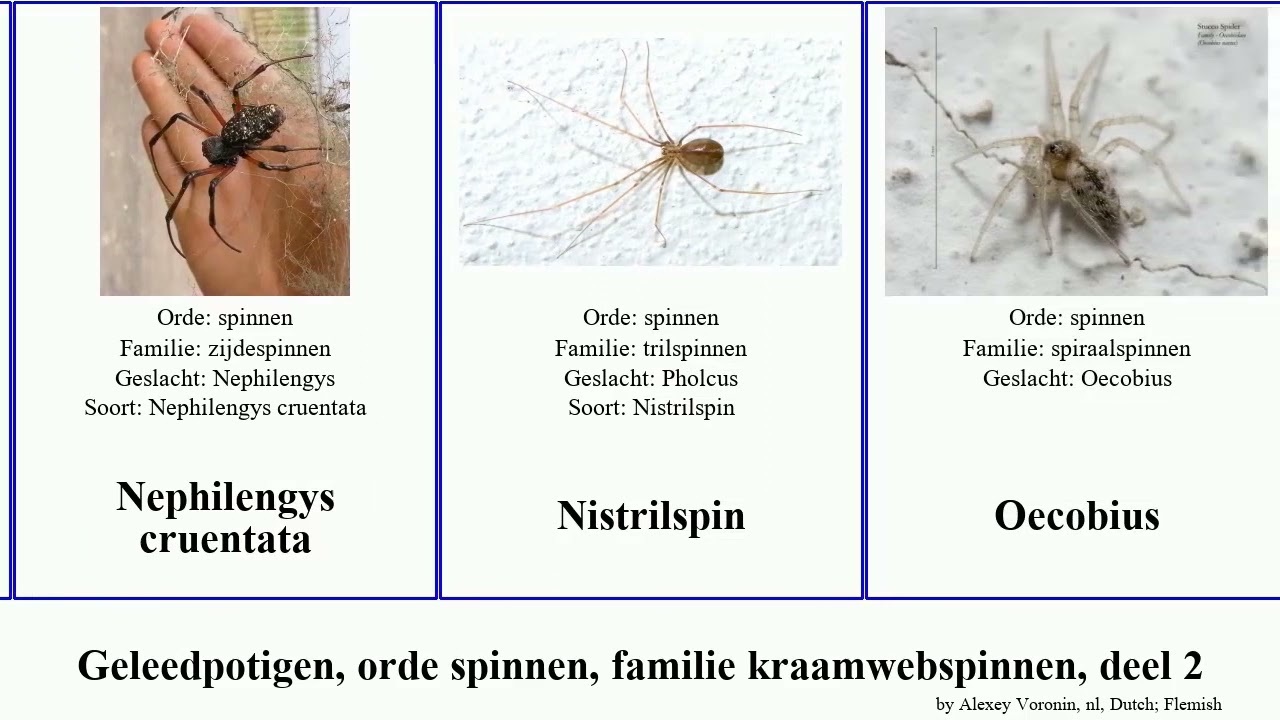Geleedpotigen, orde spinnen, familie kraamwebspinnen, deel 2 arthropoda tenochtitlan rufescens