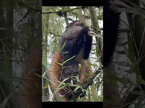 بماذا يتميز القرد الذهبي عن باقي القرود