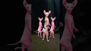 dancing sphynx cat #viral #cat #sphynxdance #funny #youtubeshorts #animal #hairlesscats #sphynxcats