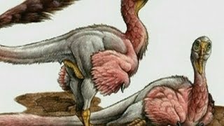 New dinosaur 'proves' evolution into birds