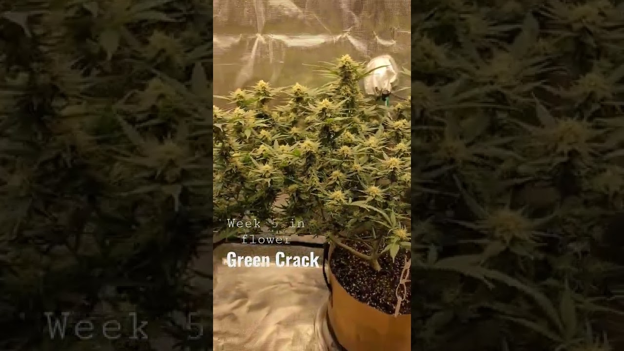Green Crack Update 3