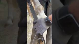 Finishing Off With The Rasp #Shortswithcamilla #Horse #Farrier #Asmr #Satisfying #Oddlysatisfying