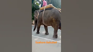 Saahore Bahubali Song Bahubali Bahubali 2 Bahubali Bahubali2 Song Parbhas Short Shorts 