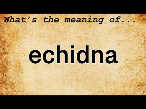 Echidna Meaning : Definition of Echidna