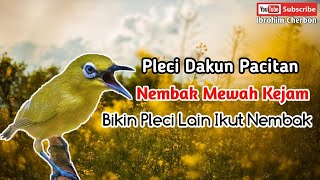 MASTERAN PLECI DAKUN PACITAN NEMBAK KENARI MEWAH KEJAM BIKIN PLECI IKUT NEMBAK