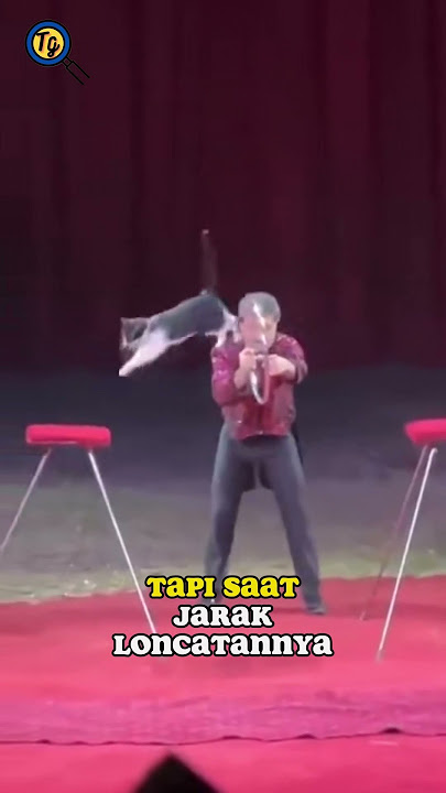 Atraksi kucing sirkus bikin geleng geleng kepala