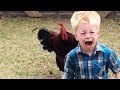 Funny chickens chasing troll babies and kids funny baby and pet