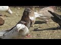 #Pigeon #Дагестан Широкохвостые голуби Алимурадова Хазмата в Дагестане! 89604219775