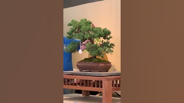 PSBA bonsai live auction 2021, Item 13: Shimpaku Juniper