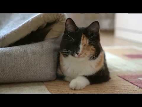 Видео: Слепая кошка Рей: напоминание о том, что все представители семейства кошачьих устойчивы и достойны любящего дома