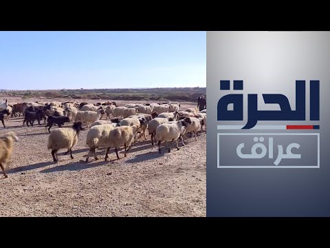الثروة الحيوانية في مواجهة تحديات الجفاف والأمراض
