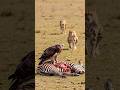 TIGER ATTACKS EAGLE MID-ZEBRA FEAST! Brutal Predator War Caught on Camera! 😱😲🚨 #animals #lion