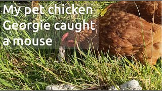 Georgie, my chicken caught a mouse