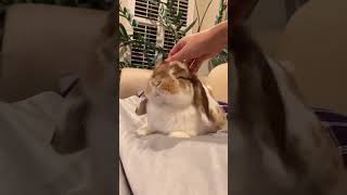 🐰💕 Unbelievably Adorable! Lop Eared Rabbit Reaction  Must See Pet Trend On Animal Planet 兔子! 📺