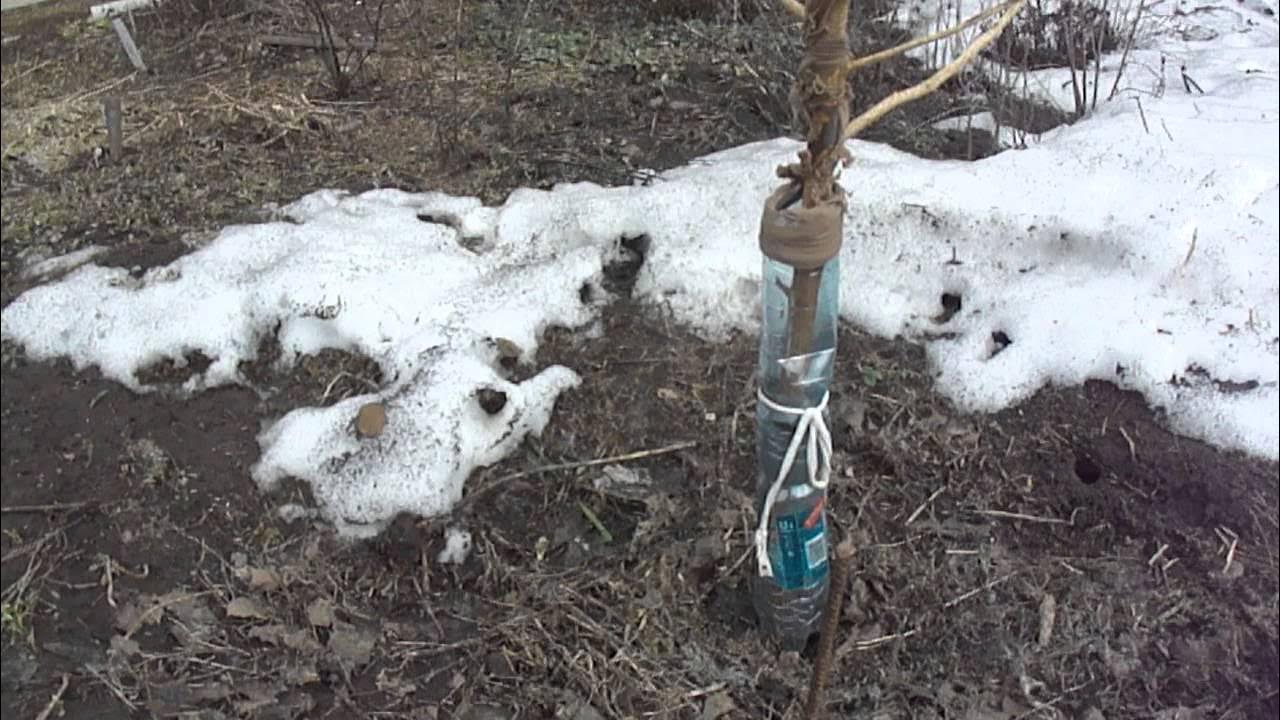 Яблоню обгрызли мыши. Обгрызли ствол яблони. Защита яблонь от грызунов. Защита деревьев от грызунов на зиму. Укрытие стволов деревьев.