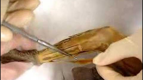 Cat Dissection Part 3