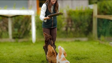 Sit Command: Use This Tip When TEACHING IT