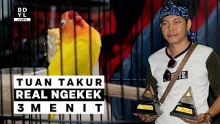 Lagi Viral!! Kemunculan Lovebird Tuan Takur REAL NGEKEK 3 Menit