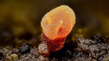 Ultimate Side Quest: 71 Stacks for Micro-Molds | The Scale is Impossible