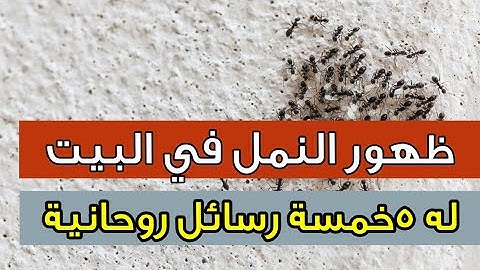 إنتبه ظهور النمل في بيتك له خمسة رسائل روحانية تعرف عليها