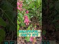 🌺 Brazilian Plume Flower: A Tropical Beauty for Your Garden! #flowers #BestGardenDreams