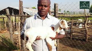 Big mistakes I regret making in my goat farming business as a starter, how to avoid & overcome them