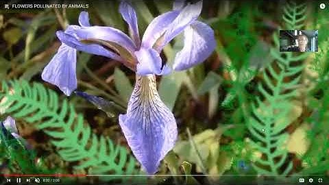 pollination syndromes