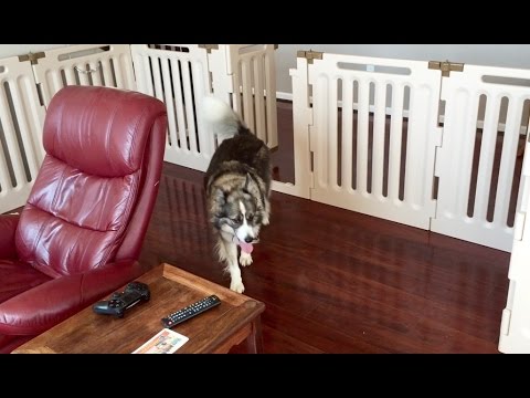 Australian Shepherd Mix and Karelian Bear Dog Mix vs. Richell Convertible Indoor Outdoor Pet Playpen video phone lyrics