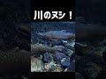 こんな大イワナ見たことあるか!? #shorts