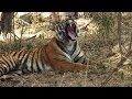 Tigers and Temples - India and Bhutan HD