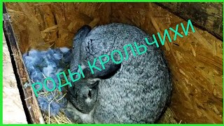Окрол крольчихи от начала до конца //Жизнь в деревне !!! Окрол крольчихи от начала до конца //Жизнь в деревне !!!