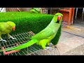 Green Ringneck Parrot eating Corn 🌽 food