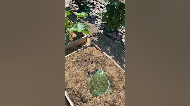 Ну что за напасть с вредителями! Кабачком кто-то пообедал!🤣#кабачки#вредителиогорода#