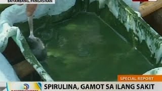 BT: Spirulina, gamot sa ilang sakit at mabisang 'survival food'