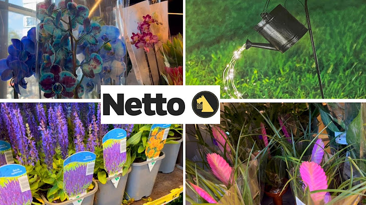 Przegląd kwiatów w Netto/Przeceny akcesoriów do ogrodu 🌸