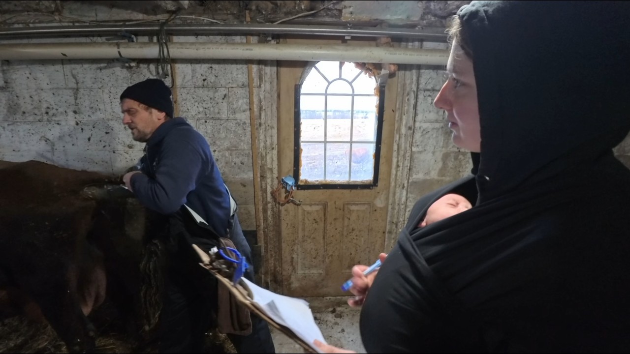 Herd Pregnancy Check | Barn Cleaning & Manure Hauling